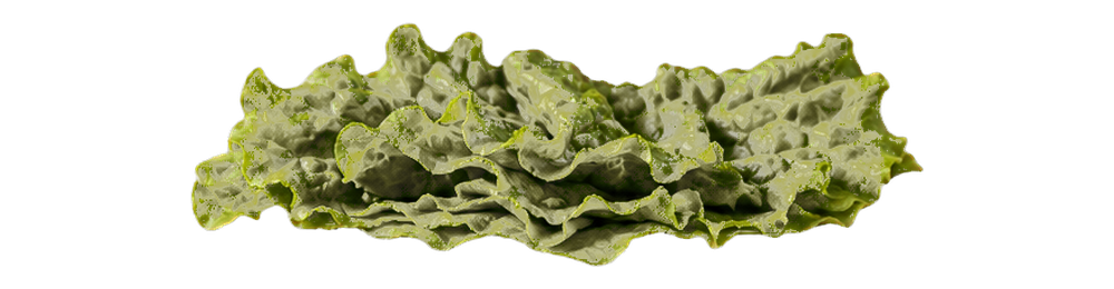 Lechuga